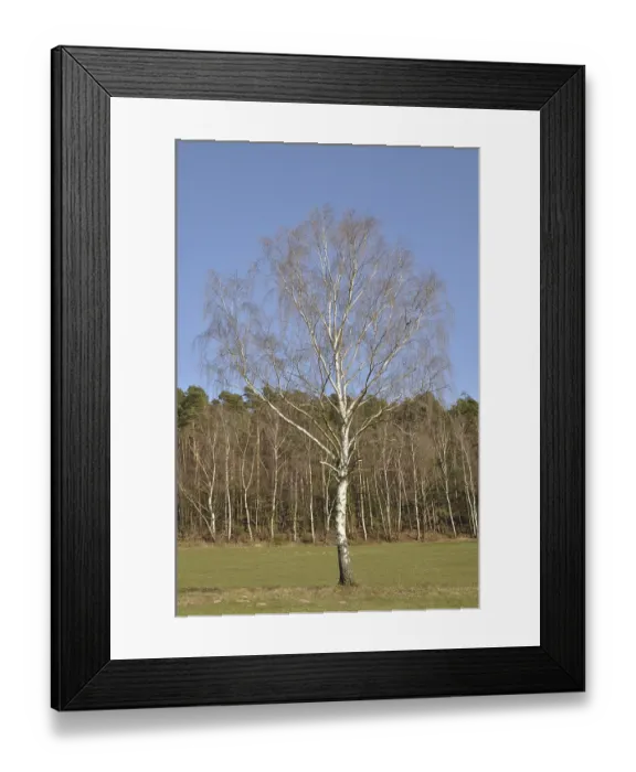 Framed Print : Birch, tree, nature, meadow, forest Framed Print : Birch, tree, nature, meadow, forest