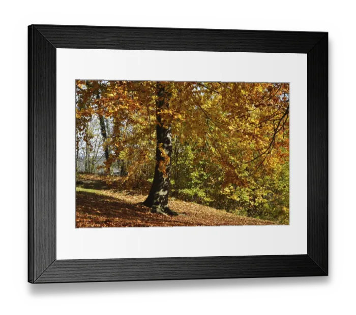 Framed Print : Beech, autumn, forest, tree, beech forest