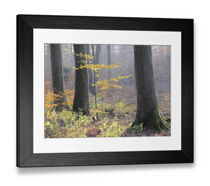 Framed Print : Autumn forest, tree, beech, beech forest