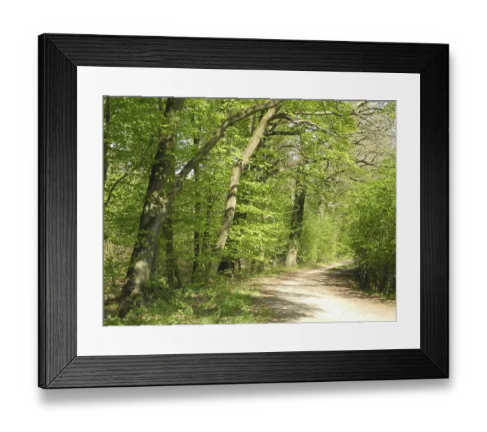Framed Print : Forest trail, forest path, spring forest