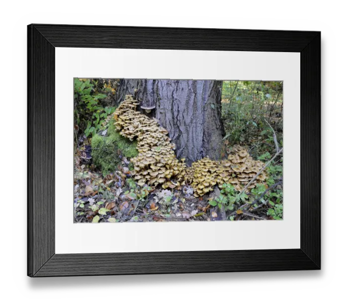 Framed Print : Mushrooms, tree, sponges, forest