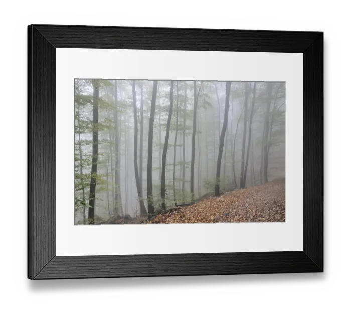 Framed Print : Fog, forest, mood, foggy, tree