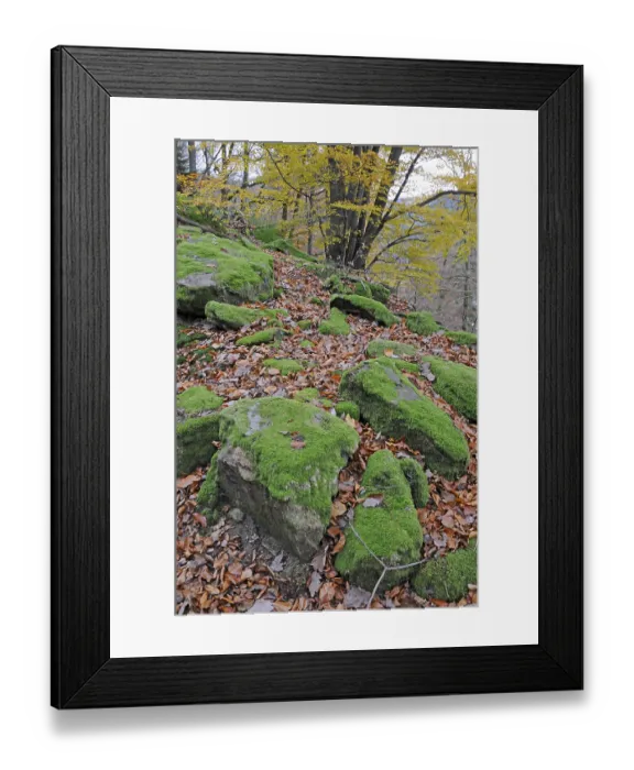 Framed Print : Autumn forest, forest, autumn, tree