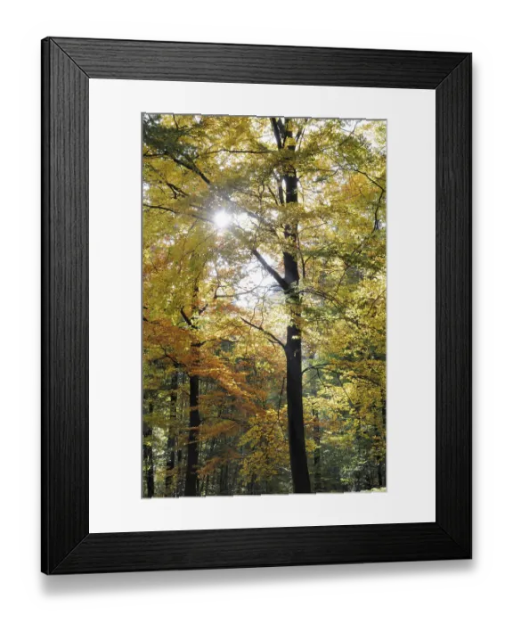 Framed Print : Autumn forest, autumn, tree, beech