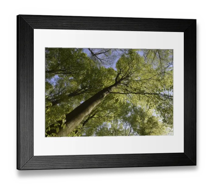 Framed Print : Spring forest, forest, nature, beech
