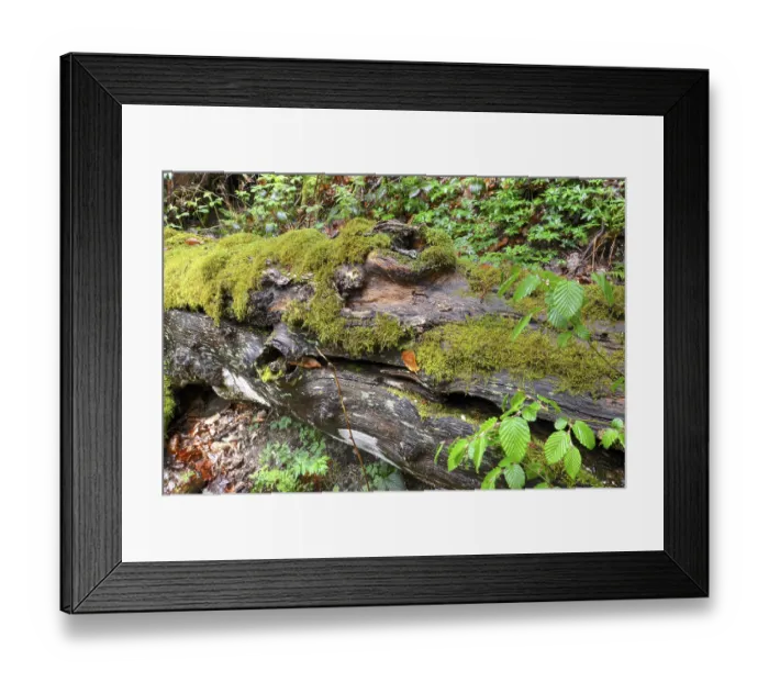 Framed Print : Modernizing tree trunk, tree trunk