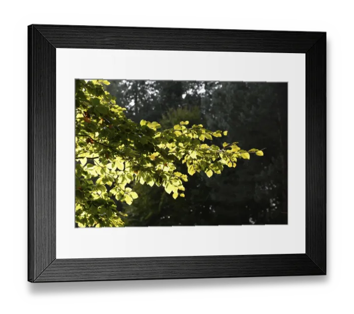 Framed Print : Beech forest, beech leaves, branch Framed Print : Beech forest, beech leaves, branch