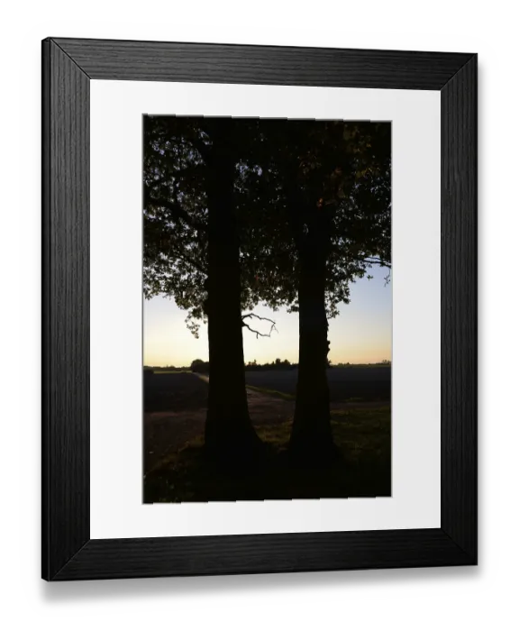 Framed Print : Sun, forest, edge of forest, evening Framed Print : Sun, forest, edge of forest, evening