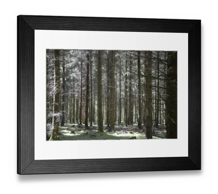 Framed Print : Coniferous forest, spruce forest