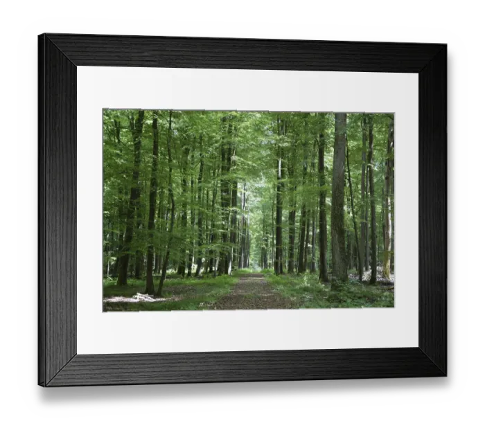 Framed Print : Spring forest, forest, nature, beech Framed Print : Spring forest, forest, nature, beech