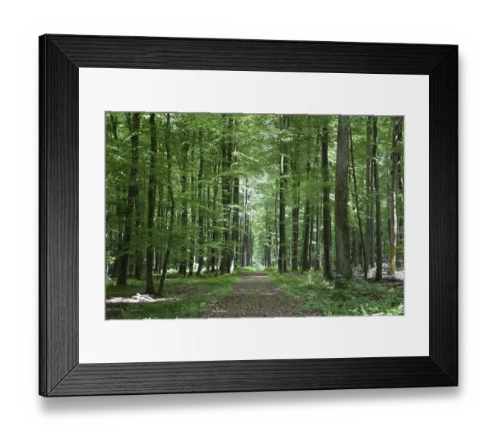 Framed Print : Spring forest, forest, nature, beech Framed Print : Spring forest, forest, nature, beech