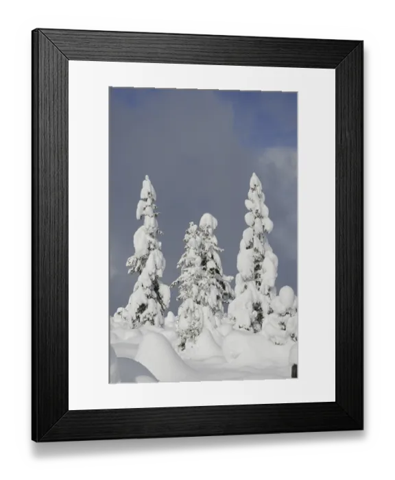 Framed Print : Trees, winter, tree, winter forest Framed Print : Trees, winter, tree, winter forest