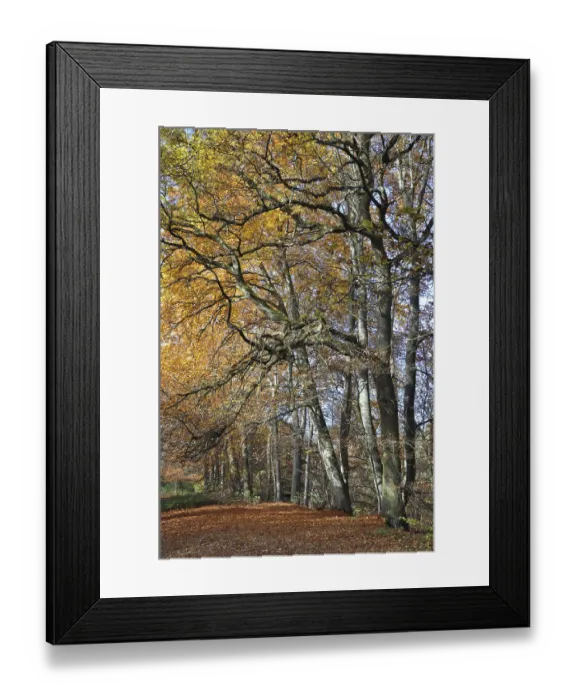 Framed Print : Forest path, path, autumn forest Framed Print : Forest path, path, autumn forest