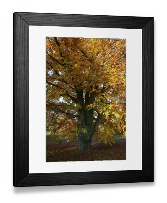 Framed Print : Beech, tree, autumn, nature, landscape