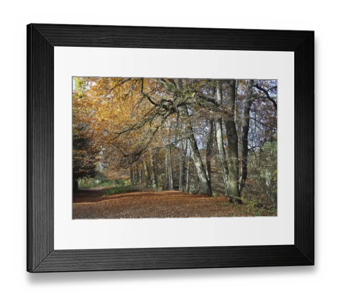 Framed Print : Forest path, path, autumn forest Framed Print : Forest path, path, autumn forest