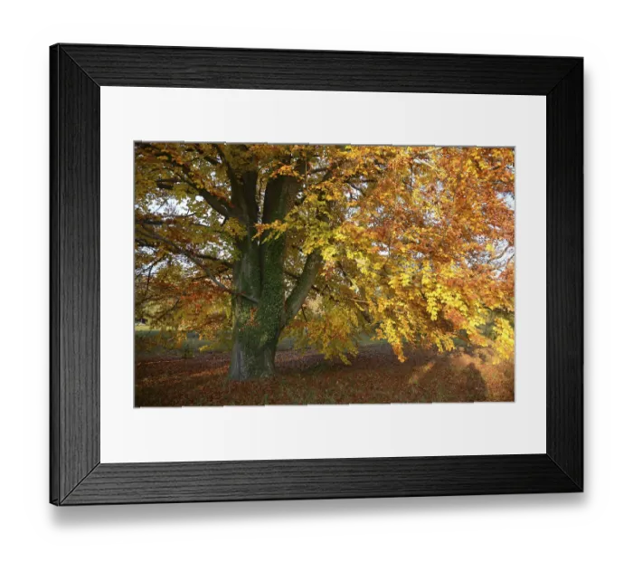 Framed Print : Beech, tree, autumn, nature, landscape