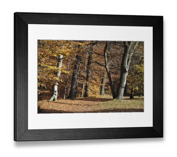 Framed Print : Forest path, path, autumn forest Framed Print : Forest path, path, autumn forest