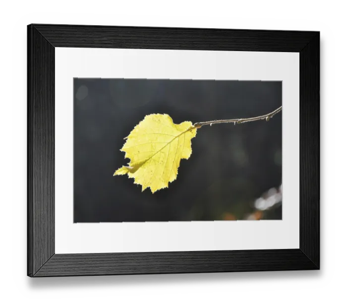 Framed Print : Autumn, beech, leaf, leaves, beech forest Framed Print : Autumn, beech, leaf, leaves, beech forest