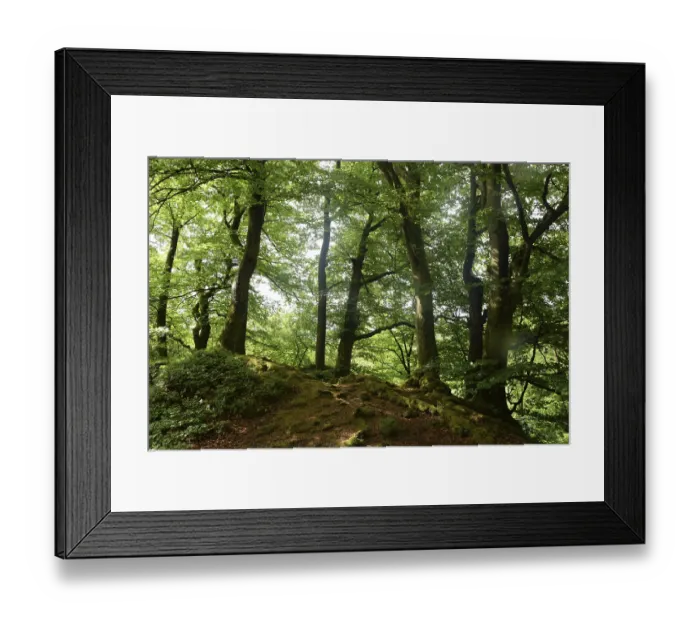 Framed Print : Spring forest, forest, nature, beech Framed Print : Spring forest, forest, nature, beech