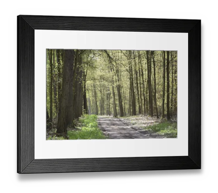 Framed Print : Forest trail, forest path, spring forest