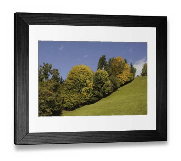 Framed Print : Edge of the forest, meadow, nature
