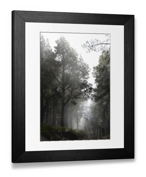Framed Print : Volcano route, fog, forest, tree