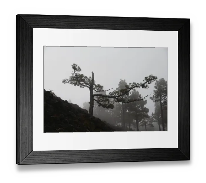 Framed Print : Volcano route, fog, forest, trees Framed Print : Volcano route, fog, forest, trees
