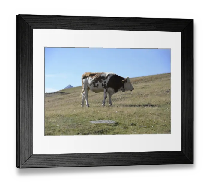 Framed Print : Cow, animal, farm animal, pasture Framed Print : Cow, animal, farm animal, pasture