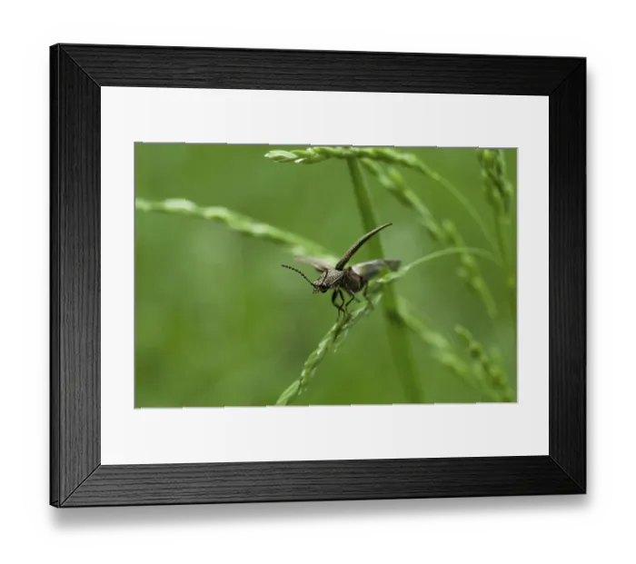 Framed Print : Bug on grass Framed Print : Bug on grass