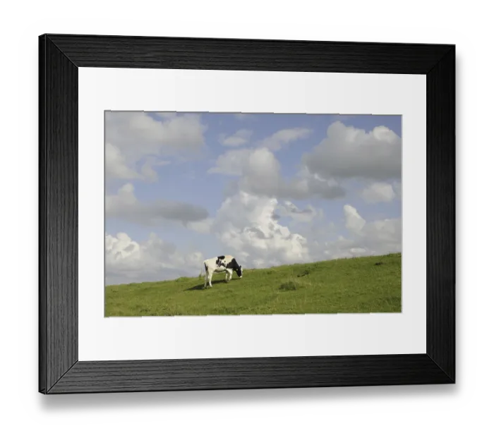 Framed Print : Cow, cattle, cattle, milk, dairy cattle