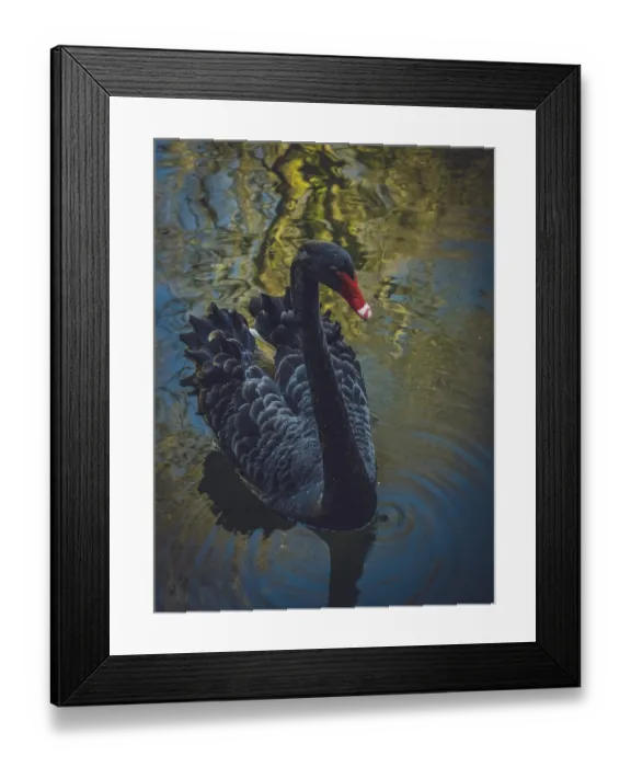 Framed Print : Beautiful black swan on the lake shore
