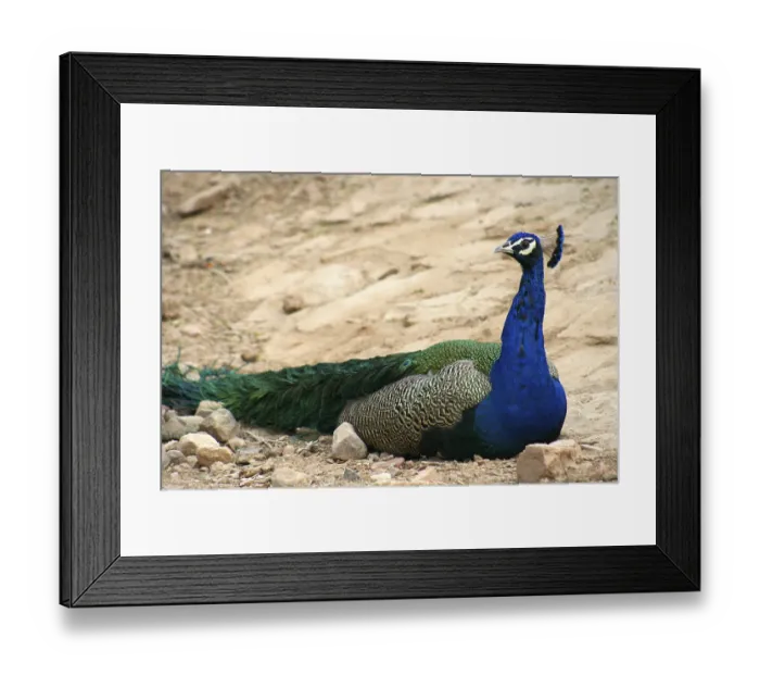 Framed Print : Beautiful peacock sitting on the rock India Framed Print : Beautiful peacock sitting on the rock India