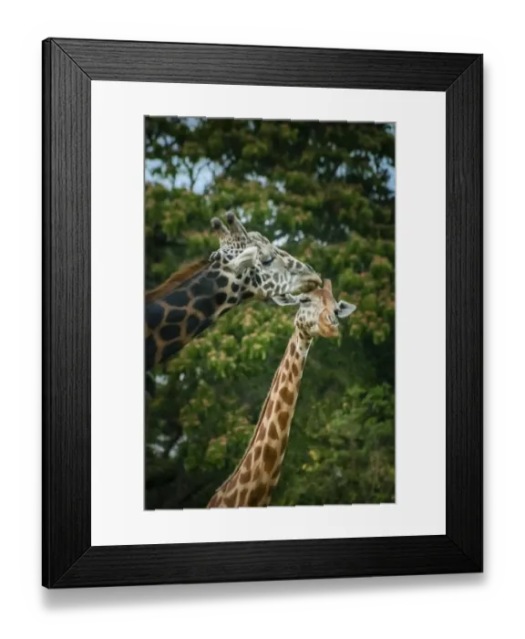 Framed Print : Two African giraffes mating, Mysore zoo, India Framed Print : Two African giraffes mating, Mysore zoo, India