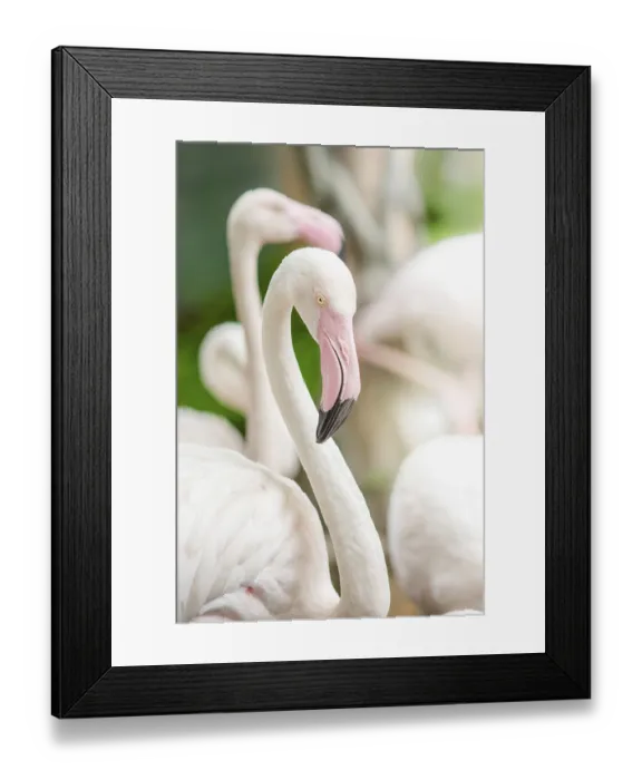 Framed Print : Pink Flamingo-close up, it has a beautiful coloring of feathers Framed Print : Pink Flamingo-close up, it has a beautiful coloring of feathers