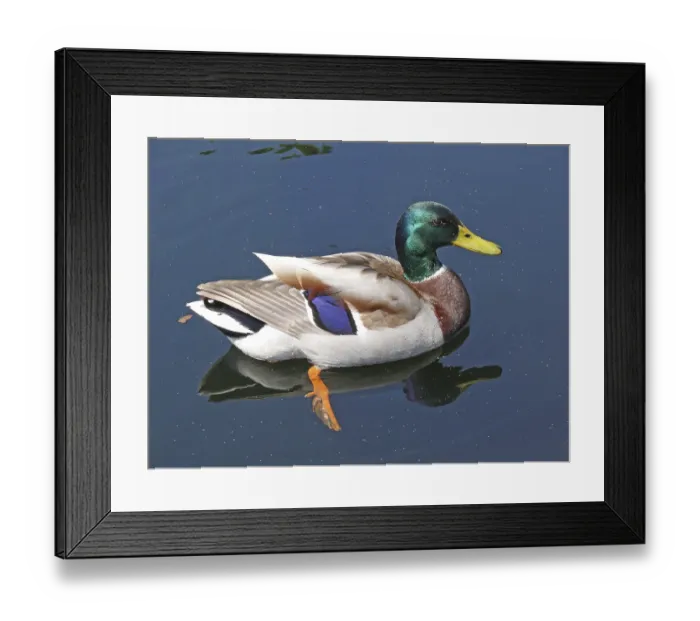 Framed Print : Mallard, duck, ducks, water, pond Framed Print : Mallard, duck, ducks, water, pond