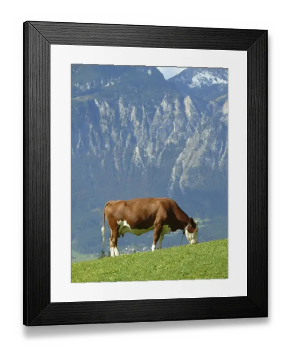 Framed Print : Cow, cows, cattle, animals, farm animals