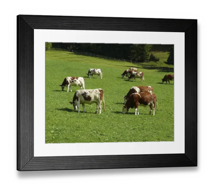 Framed Print : Cow, cows, cattle, animals, farm animals