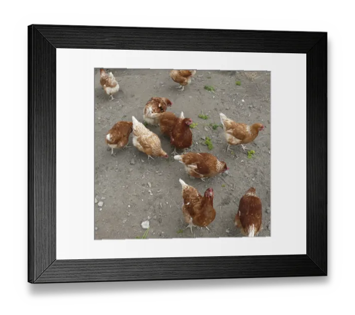 Framed Print : Henhouse, chickens, chicken, hen