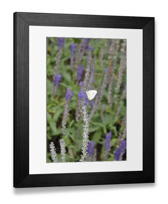 Framed Print : Cabbage white, pieris, butterfly Framed Print : Cabbage white, pieris, butterfly