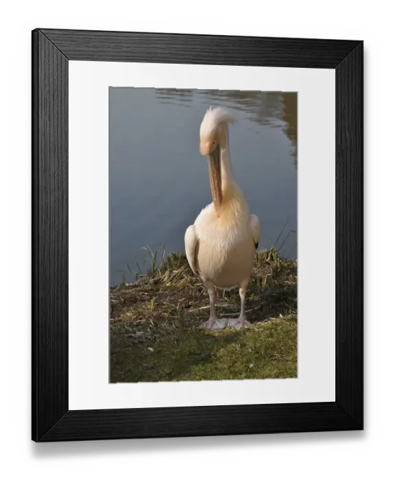 Framed Print : Pelican, pelecanus onocrotalus