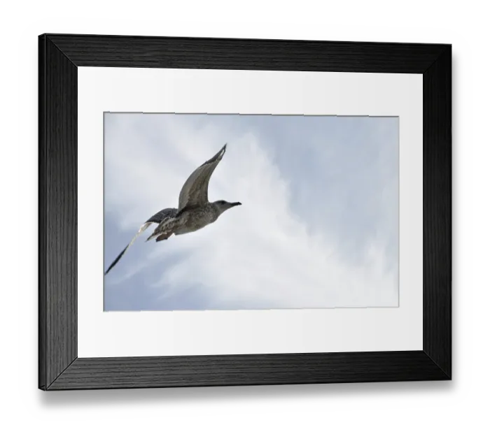 Framed Print : Flying seagull, seagull, bird, flight