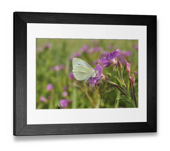 Framed Print : Cabbage white, butterfly, butterfly
