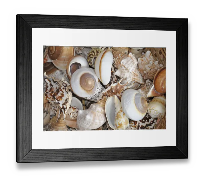 Framed Print : Sea snails, sea snails, snails