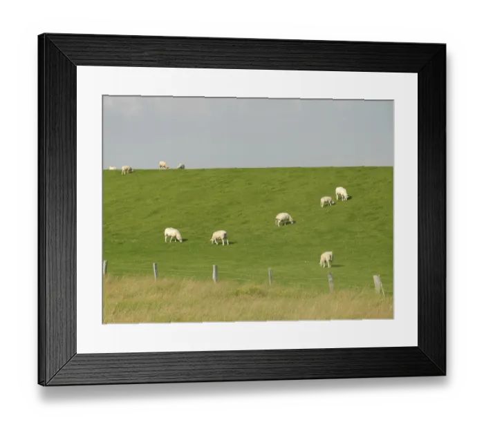 Framed Print : Sheep, dike, North Sea, northern Germany