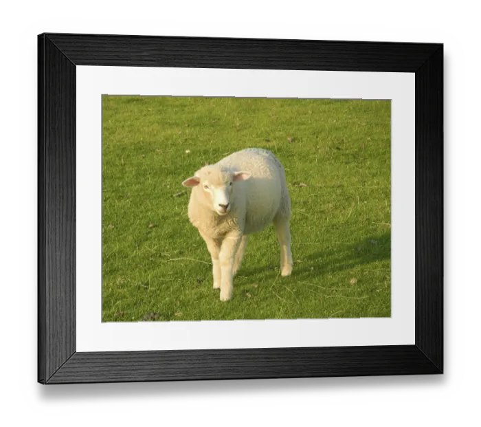 Framed Print : Sheep, animal, grazing, meadow