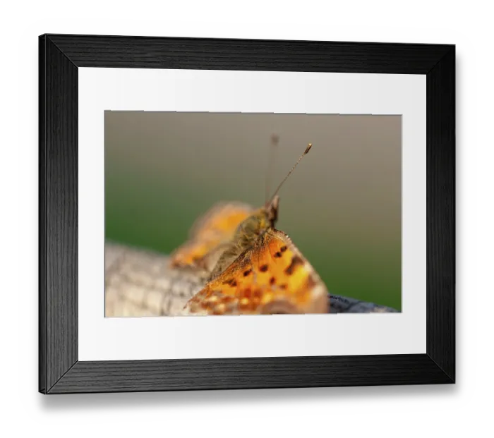 Framed Print : Close-up of a butterfly with broken wings