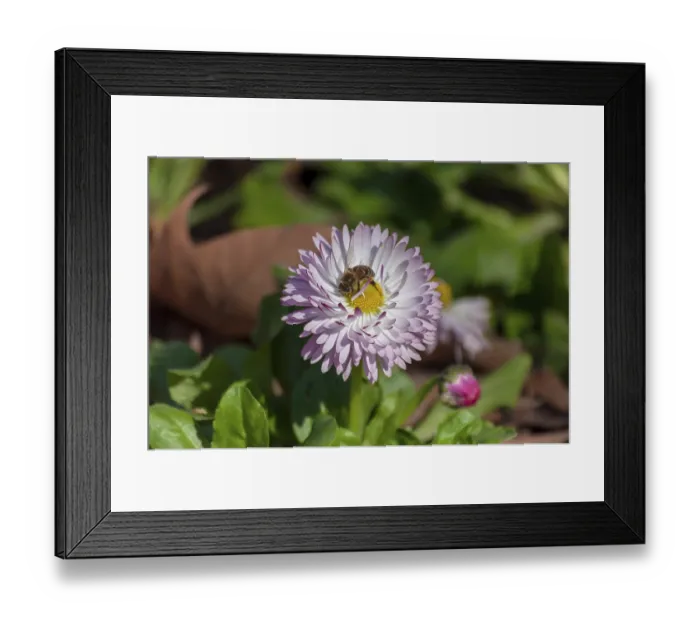 Framed Print : Small bee collecting pollen from a common daisy (Bellis perennis)