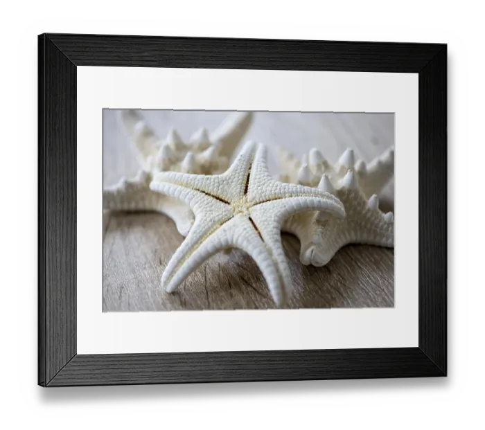 Framed Print : Close-up of a white starfish on a wooden table Framed Print : Close-up of a white starfish on a wooden table