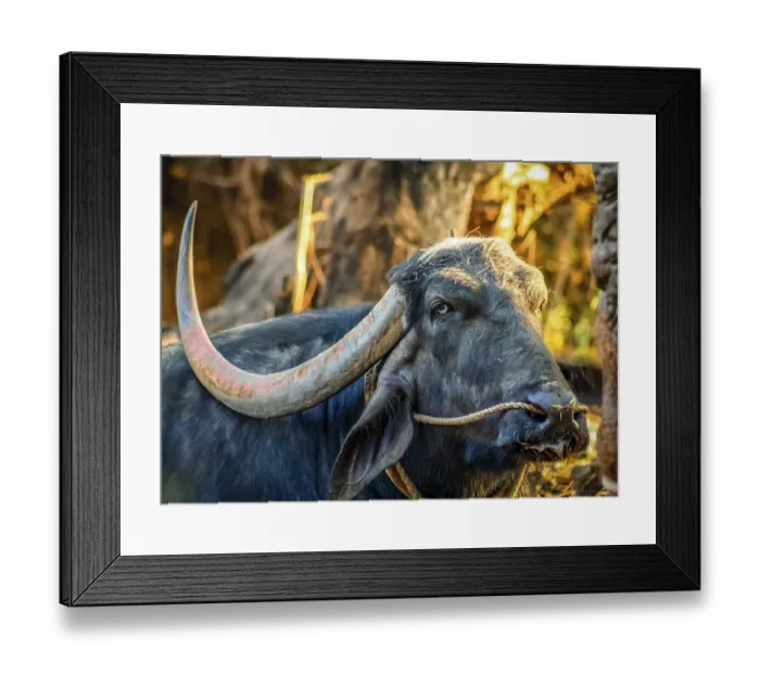Framed Print : Big black buffallo with long horns, Goa, India