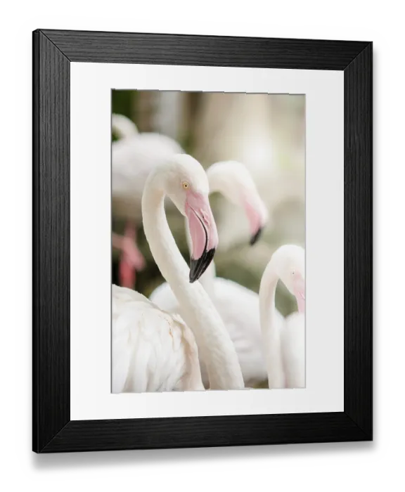 Framed Print : Pink Flamingo-close up, it has a beautiful coloring of feathers Framed Print : Pink Flamingo-close up, it has a beautiful coloring of feathers
